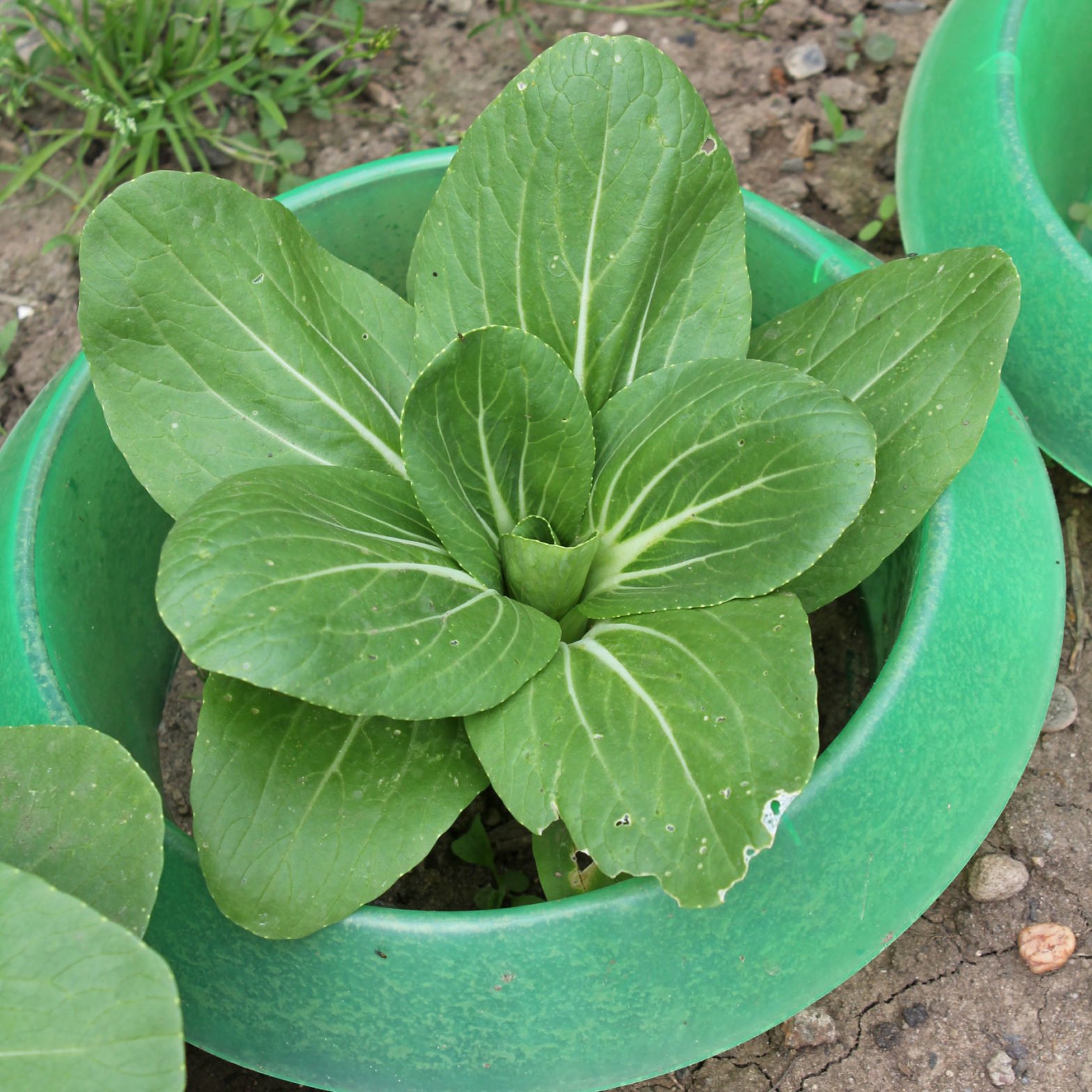 Pak Choi