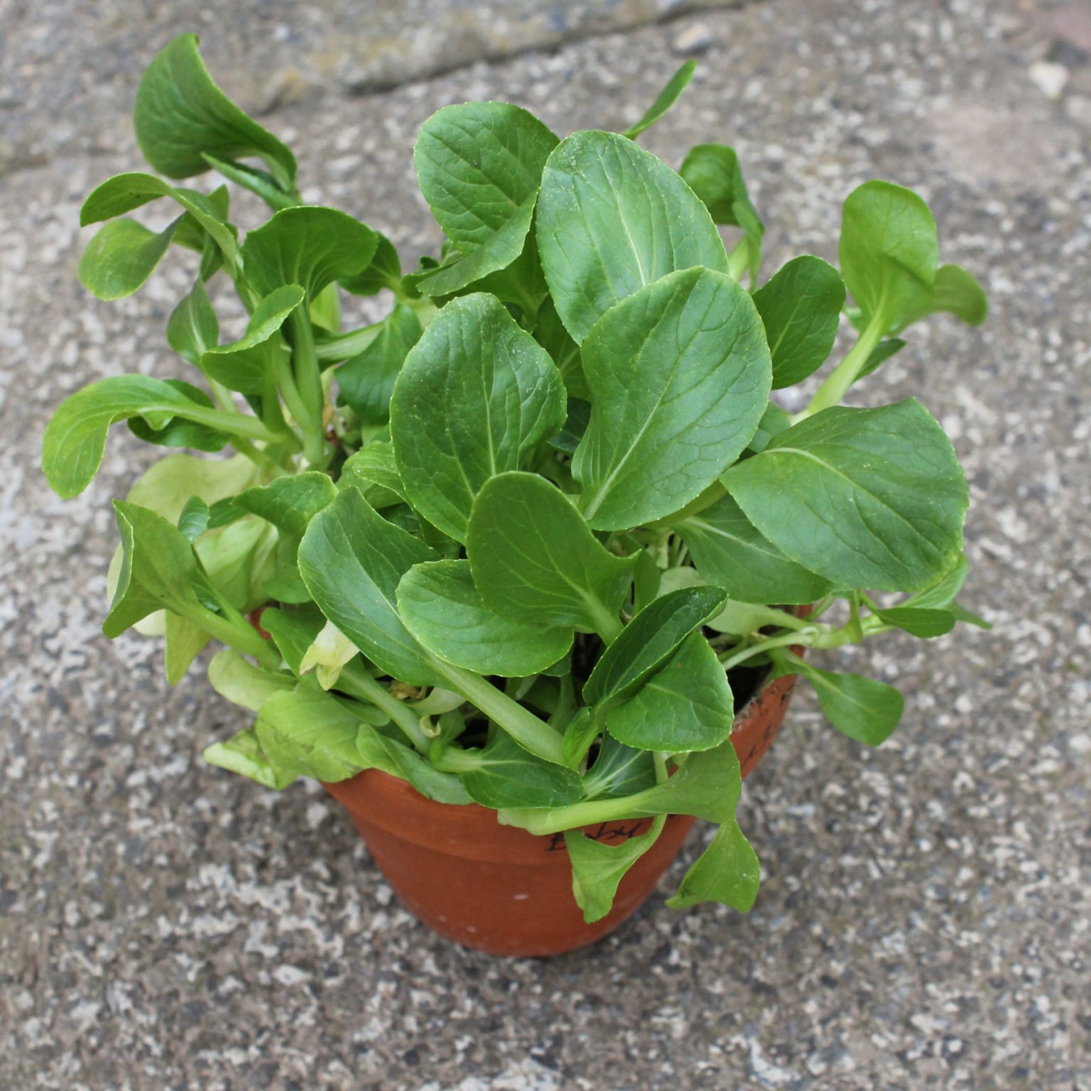 Pak Choi