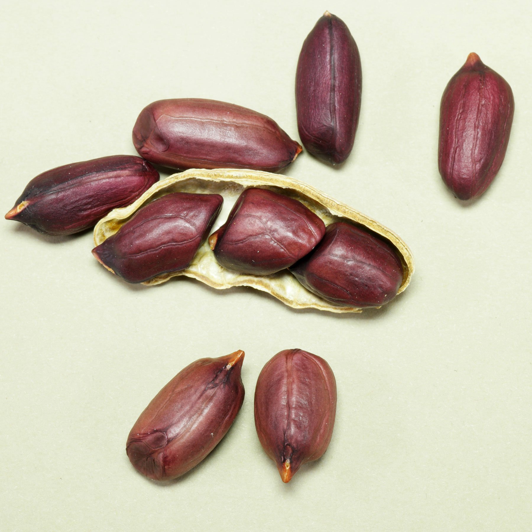 Erdnüsse violett