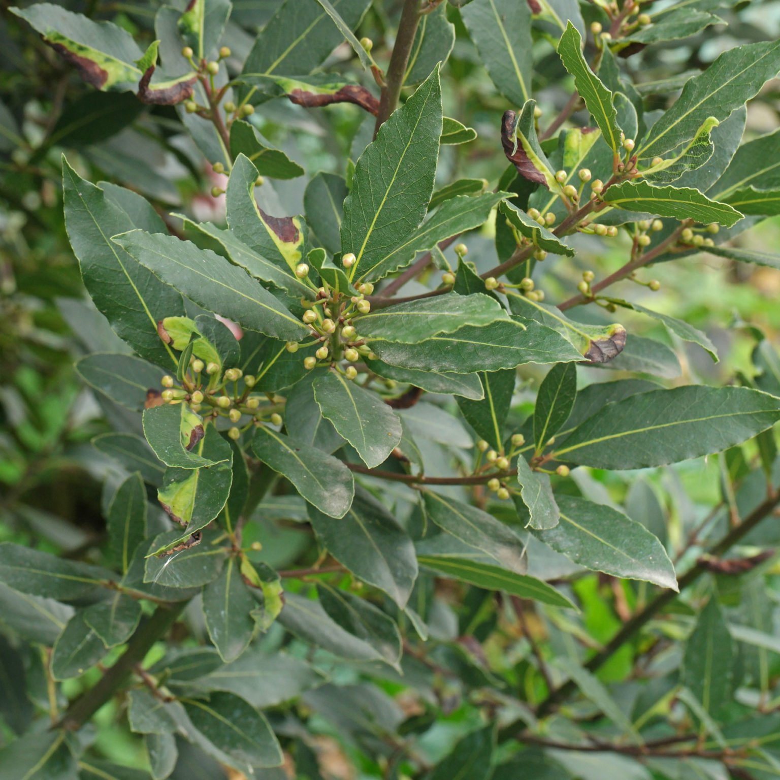 Echter Lorbeer, Lorbeerbaum, Lorbeerblatt