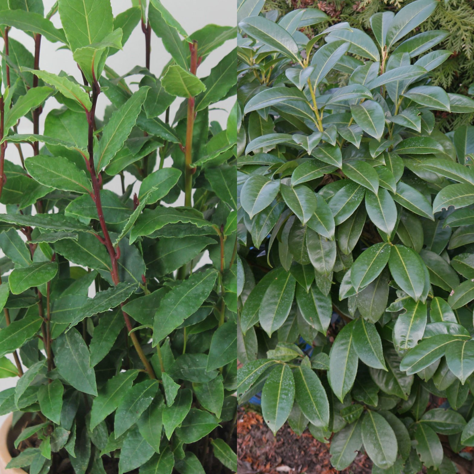 Echter Lorbeer, Lorbeerbaum, Lorbeerblatt