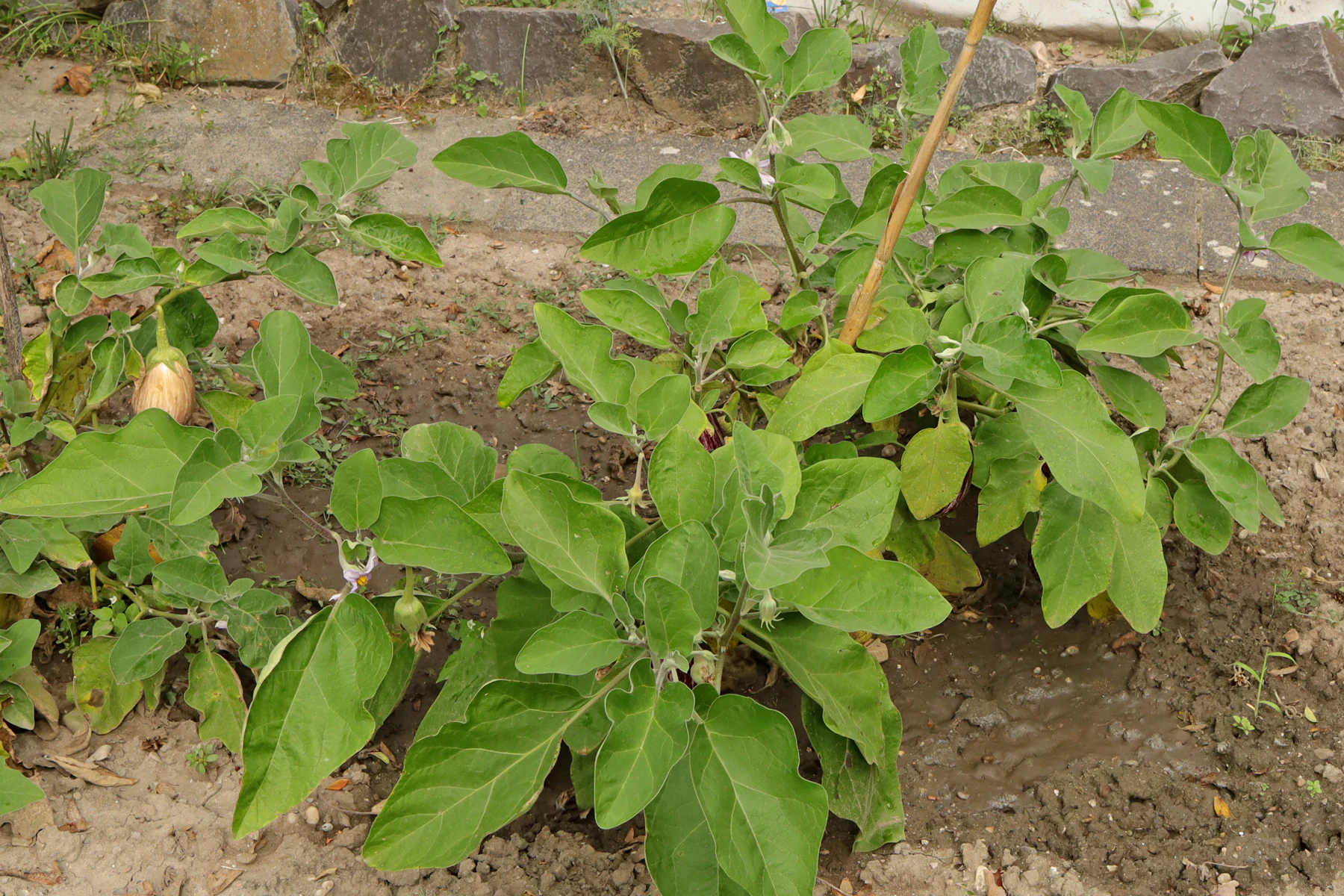 Aubergine Pflanzen im Garten